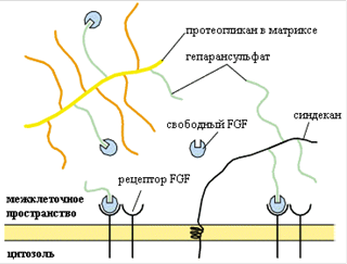 Нарушение экспрессии D-глюкуронил С5-эпимеразы как возможная причина изменения структуры протеогликанов в опухоли молочной железы человека