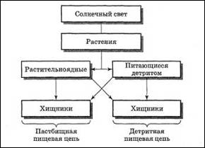 Структура экосистем