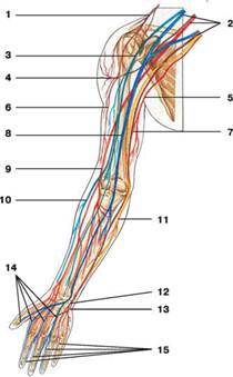 Исследование функциональных характеристик нервно-мышечных аппарата верхних конечностей у юношей спортсмнов-единоборцев и тяжелоатлетов разной квалификации